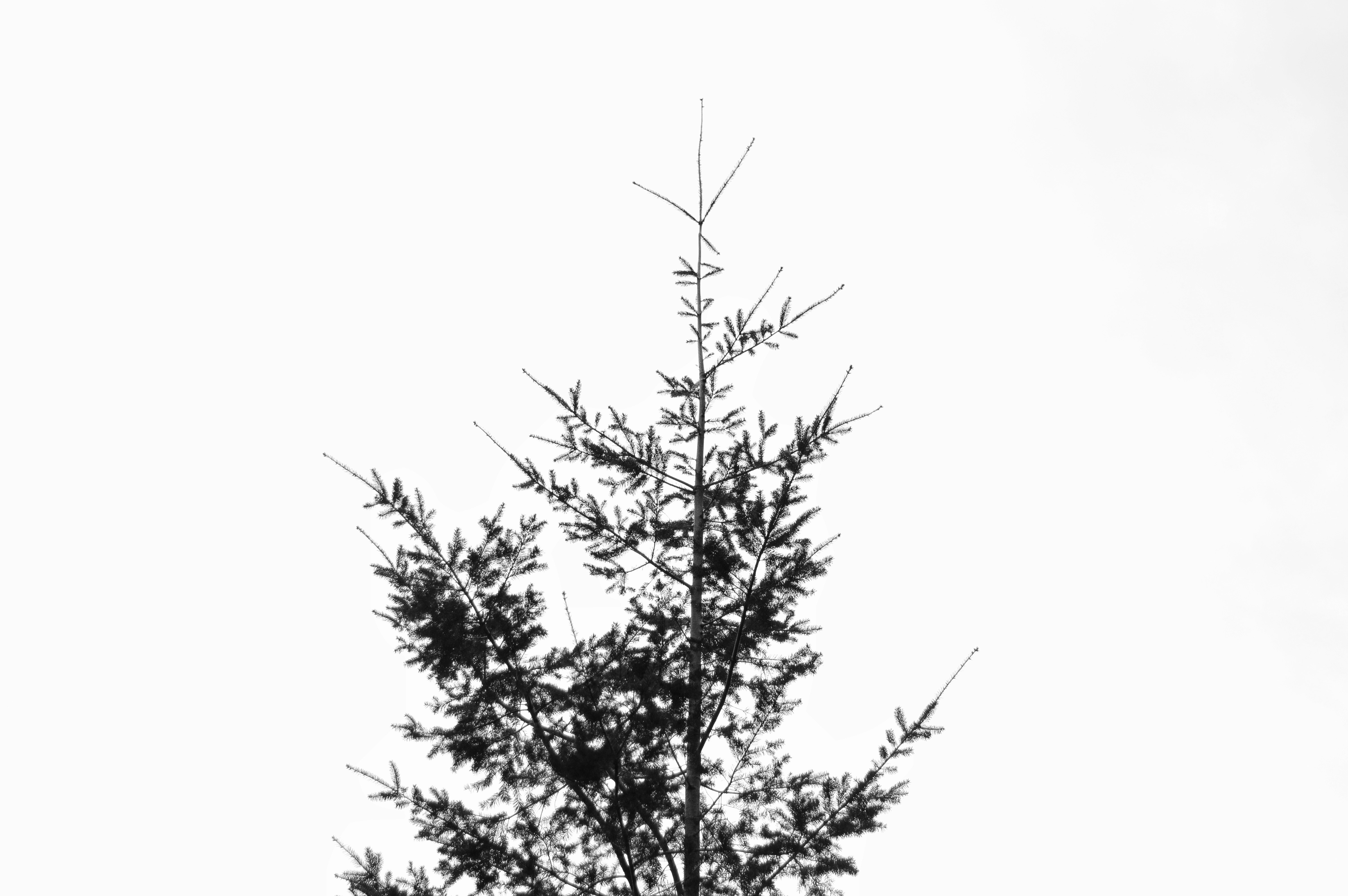 green tree under white sky